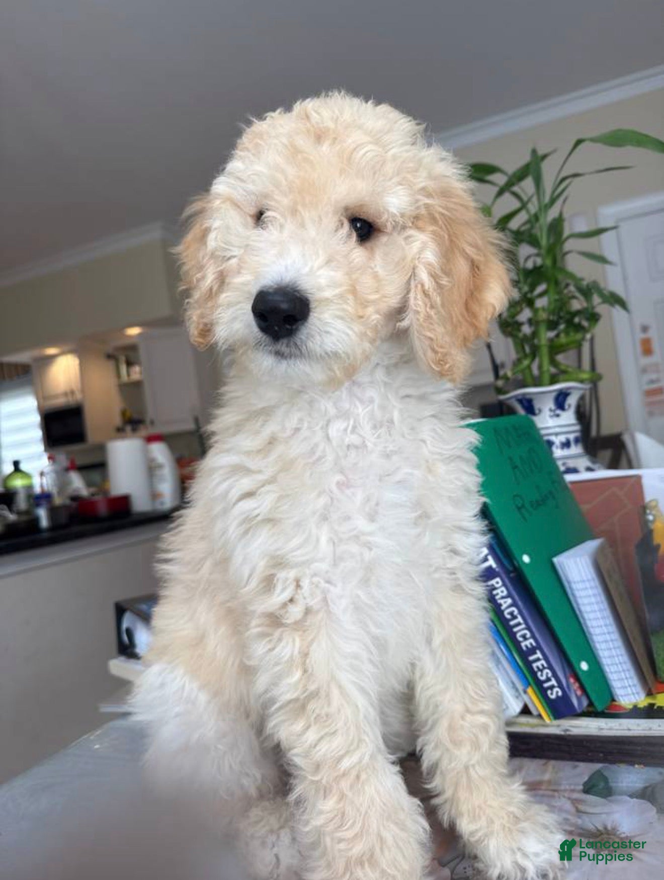 Standard Poodle dogs Standard Poodle Puppy 3 - Ad 2