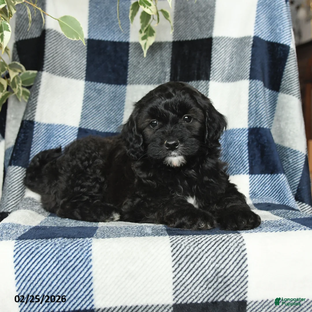 Mixed Breed dogs for sale: Jasper - Ad 5