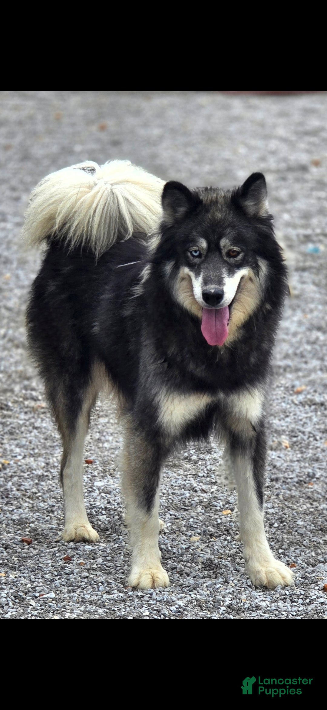Siberian Husky dogs Snow - Ad 32