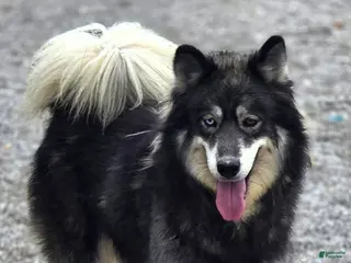 Siberian Husky dogs Snow - Ad 32