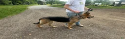 German Shepherd dogs for sale: Navy - Ad 14