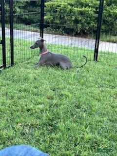 Italian Greyhound dogs Austin - Ad 2