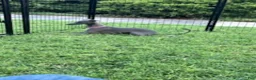 Italian Greyhound dogs for sale: Austin - Ad 2