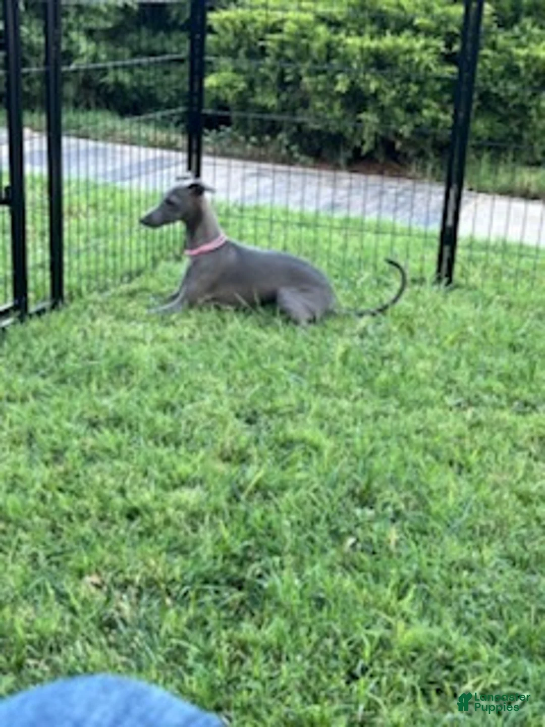 Italian Greyhound dogs for sale: Austin - Ad 2