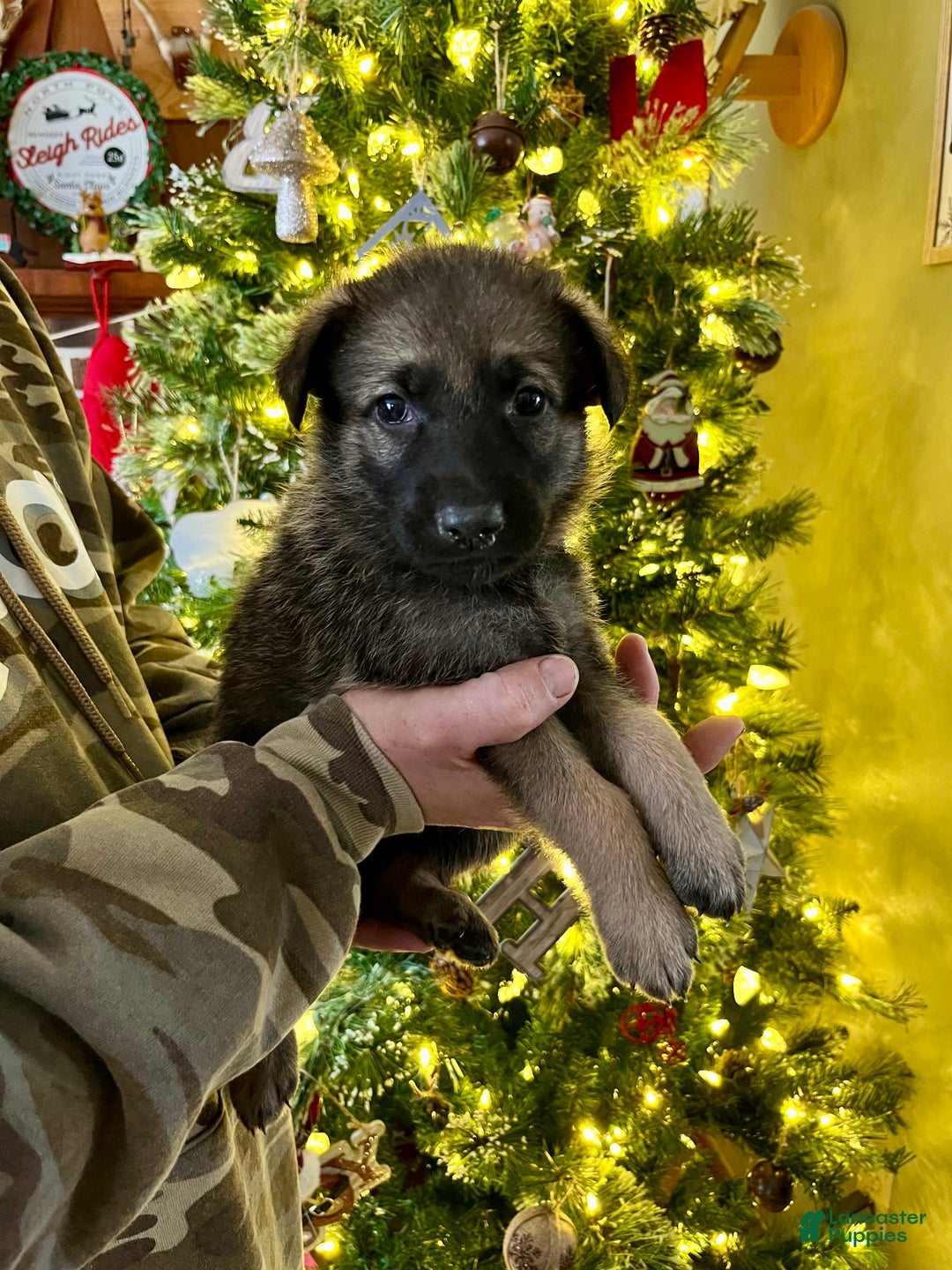 German Shepherd dogs for sale: Vixen - Ad 2