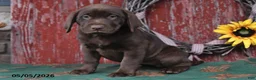Labrador Retriever dogs for sale: Lexi - Ad 5
