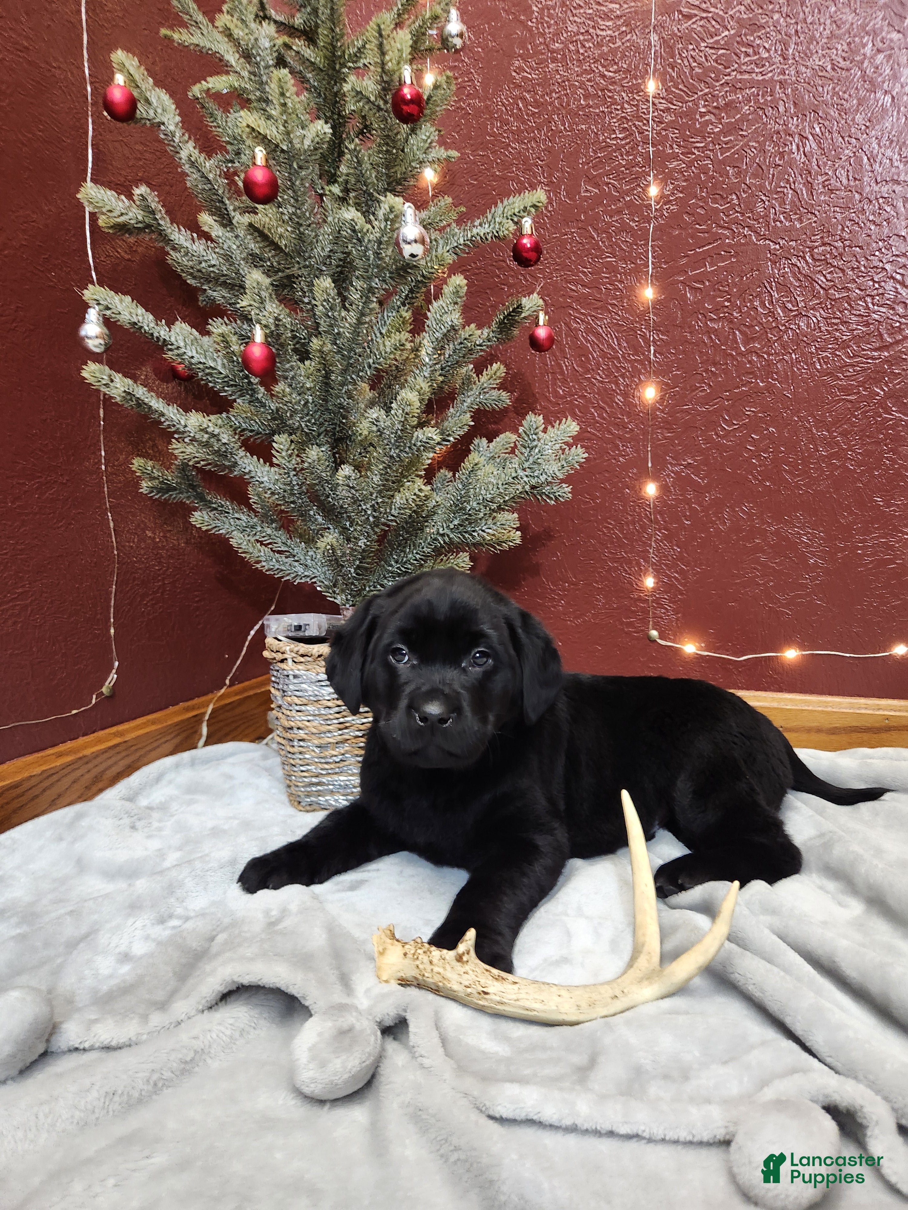 Labrador Retriever dogs Rambo  - Ad 2