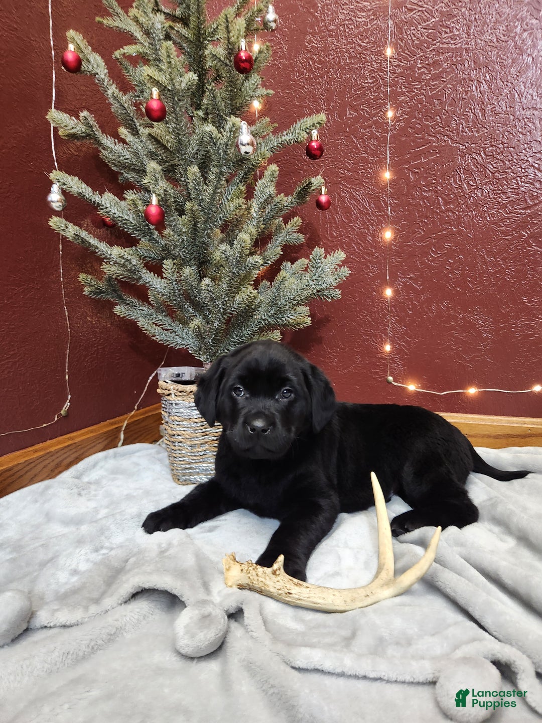 Labrador Retriever dogs for sale: Rambo  - Ad 1