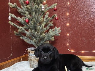 Labrador Retriever dogs Rambo - Ad 1