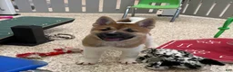 Akita dogs for sale: Akita Puppy 1 - Ad 3