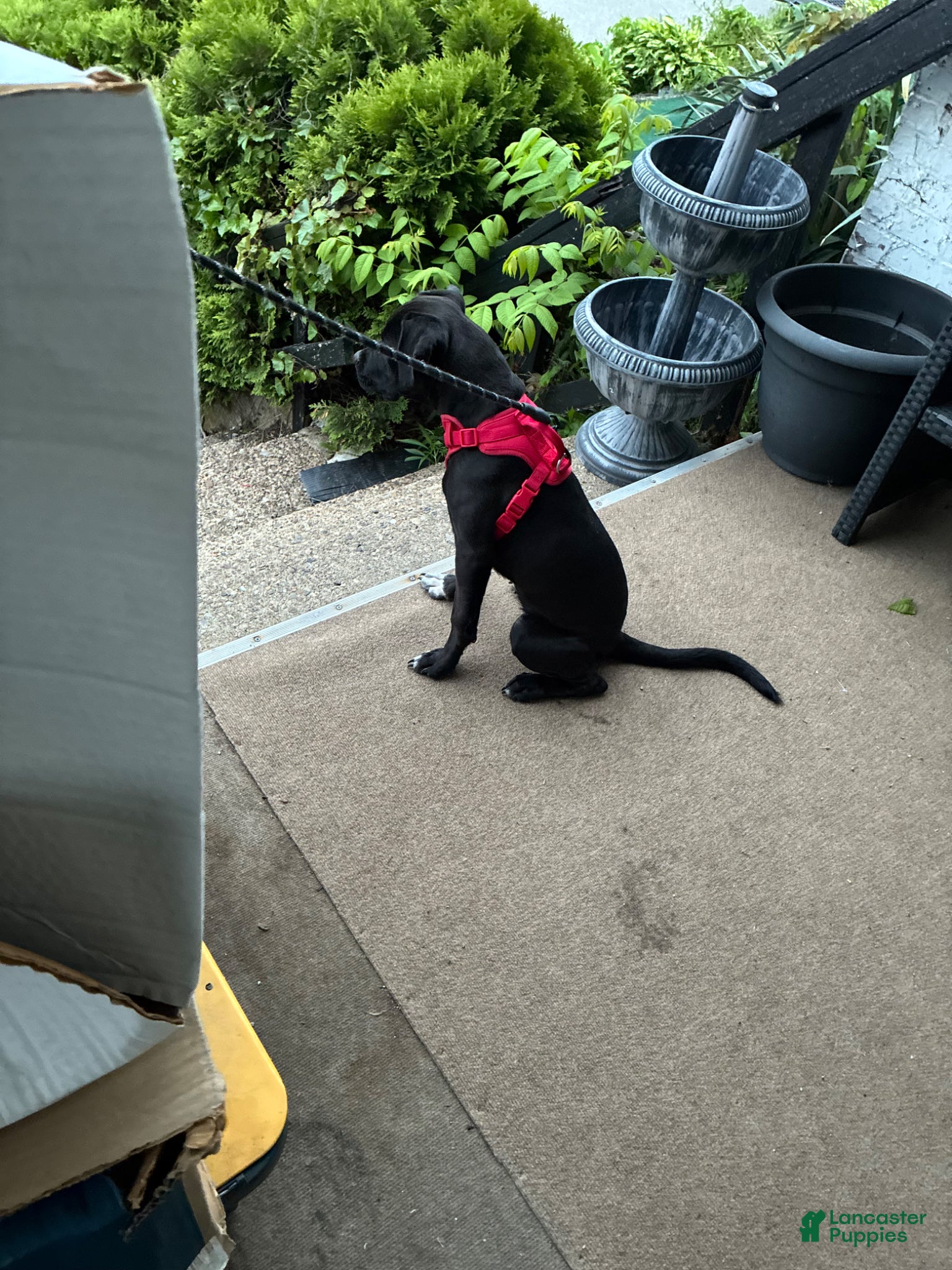 Mixed Breed dogs for sale: Kanesley - Ad 15