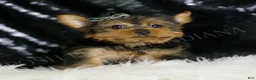 Yorkshire Terrier dogs for sale: Taco - Ad 3