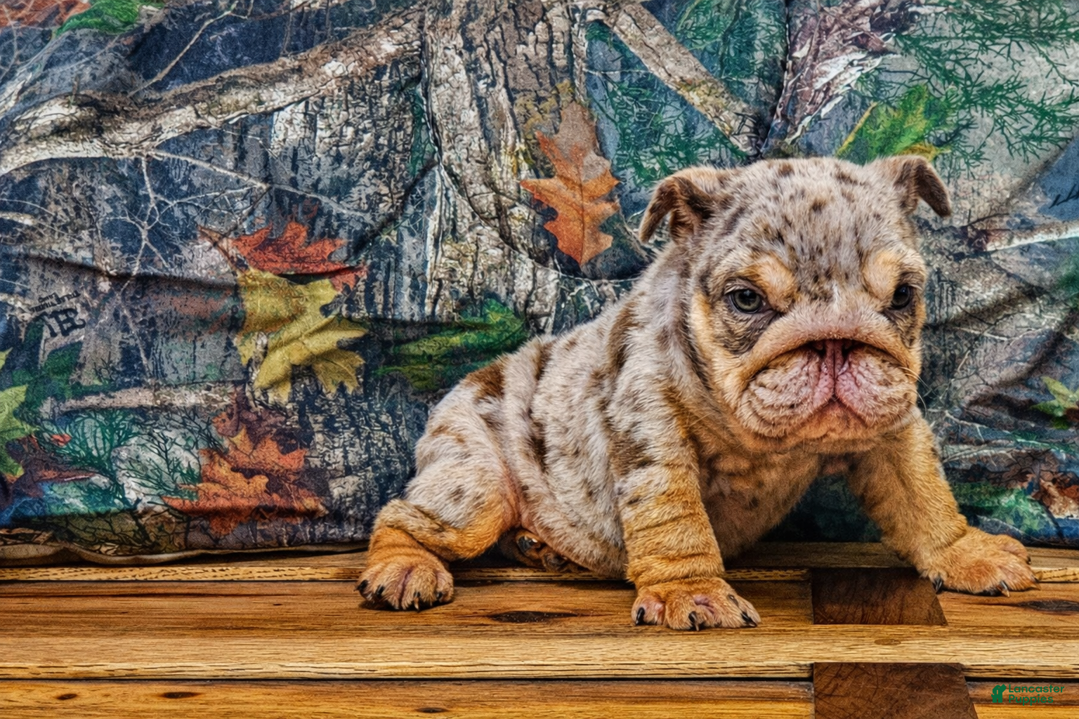 English Bulldog dogs English Bulldog Puppy 1 - Ad 1