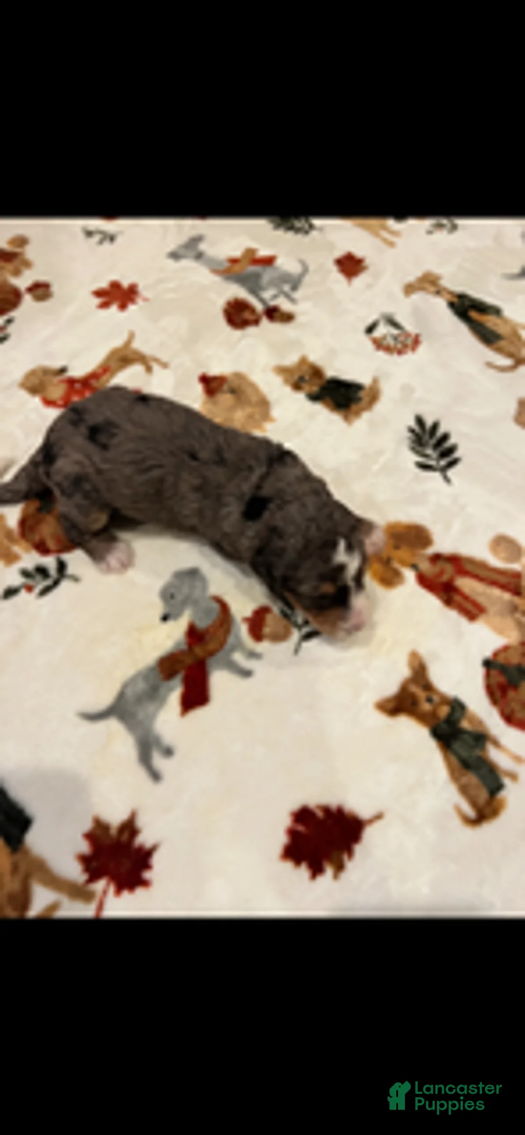 Bernedoodle dogs for sale: Blue Collar - Ad 4