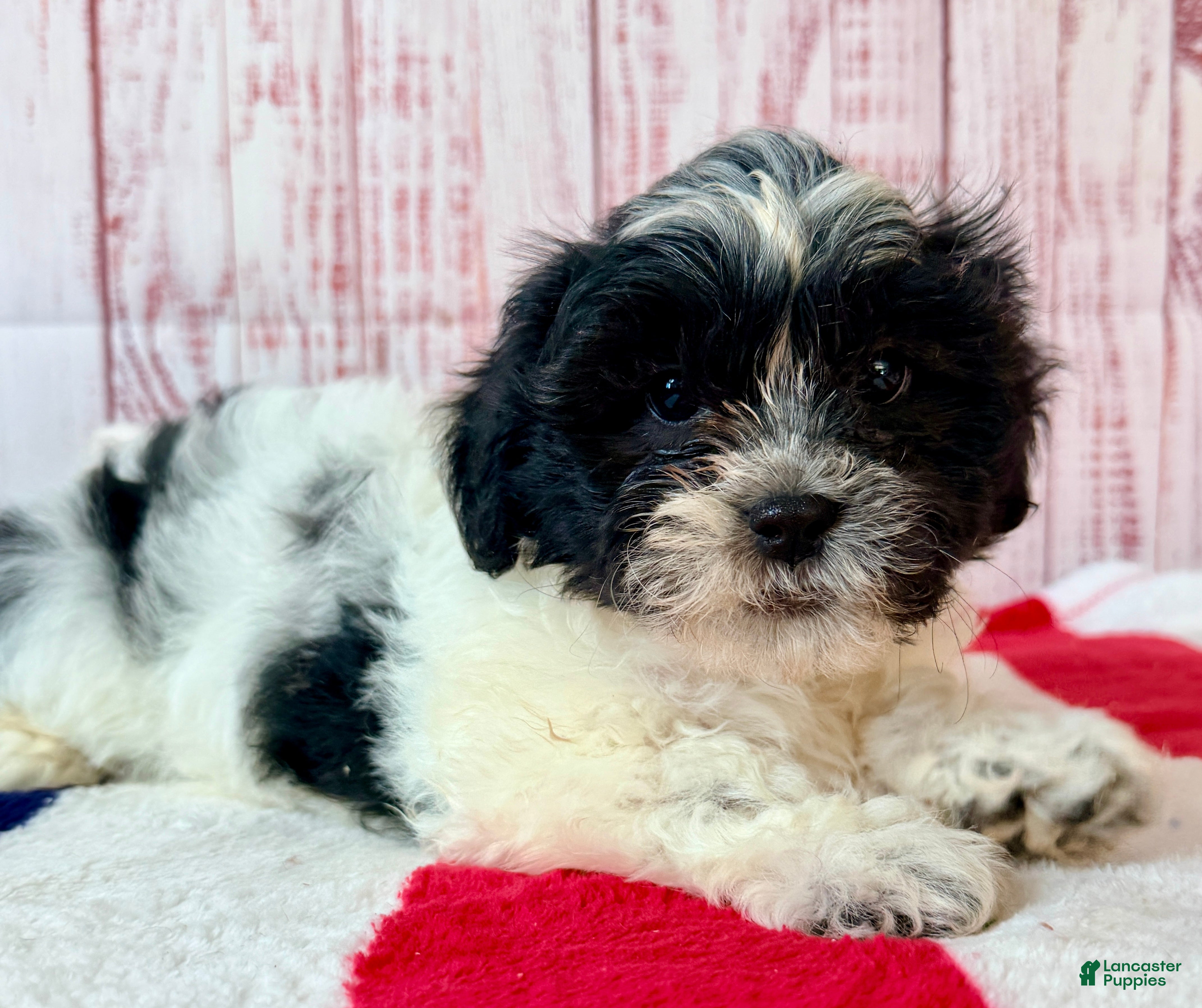 Teddy Bear dogs Wish Bear - Ad 2