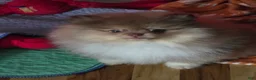 Pomeranian dogs for sale: Pomeranian Puppy 1 - Ad 4