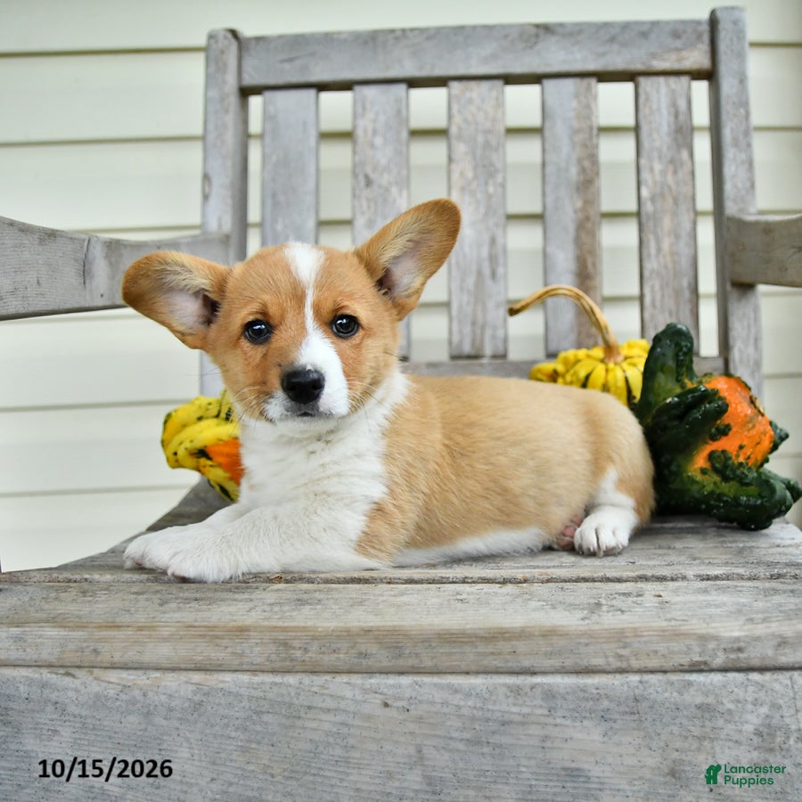 Welsh Corgi Pembroke dogs for sale: Kirky - Ad 1