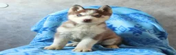 Siberian Husky dogs for sale: Timber - Ad 1