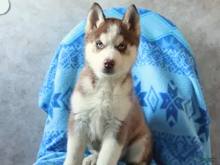 Siberian Husky dogs for sale: Timber - Ad 4