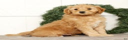 Mini Goldendoodle dogs for sale: Einstein - Ad 8