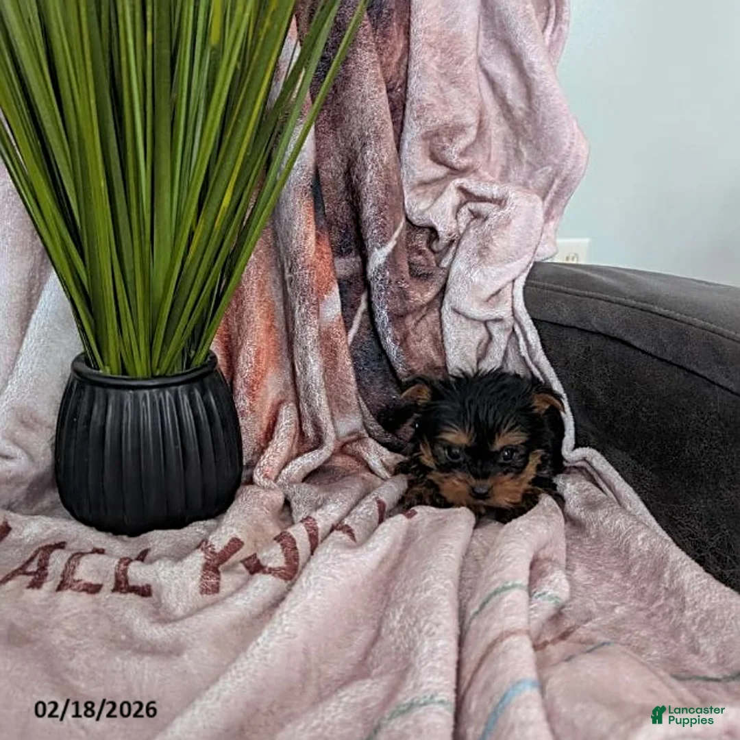 Yorkshire Terrier dogs for sale: Dunkin - Ad 1