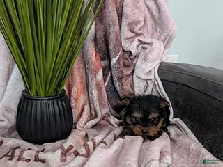 Yorkshire Terrier dogs Dunkin - Ad 13