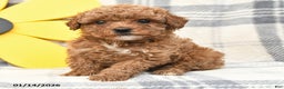 Miniature Poodle dogs for sale: Jesse - Ad 2