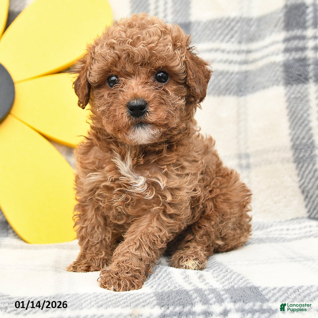 Miniature Poodle dogs for sale: Jesse - Ad 2