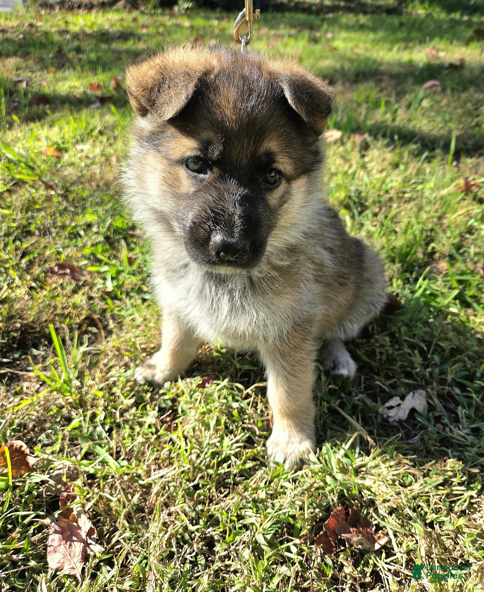 German Shepherd dogs for sale: Molly - Ad 1