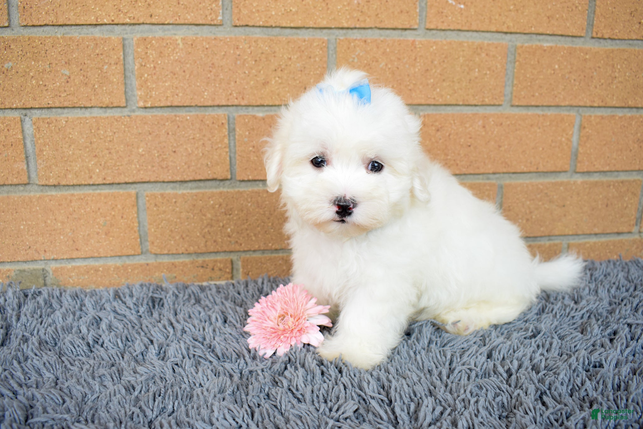 Maltese dogs Baxter 🐶 - Ad 1