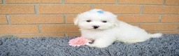 Maltese dogs for sale: Baxter 🐶 - Ad 5