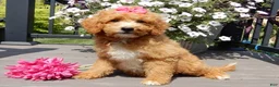 Mini Goldendoodle dogs for sale: Sasha - Ad 5