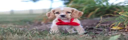 Cocker Spaniel dogs for sale: Boone - Ad 3