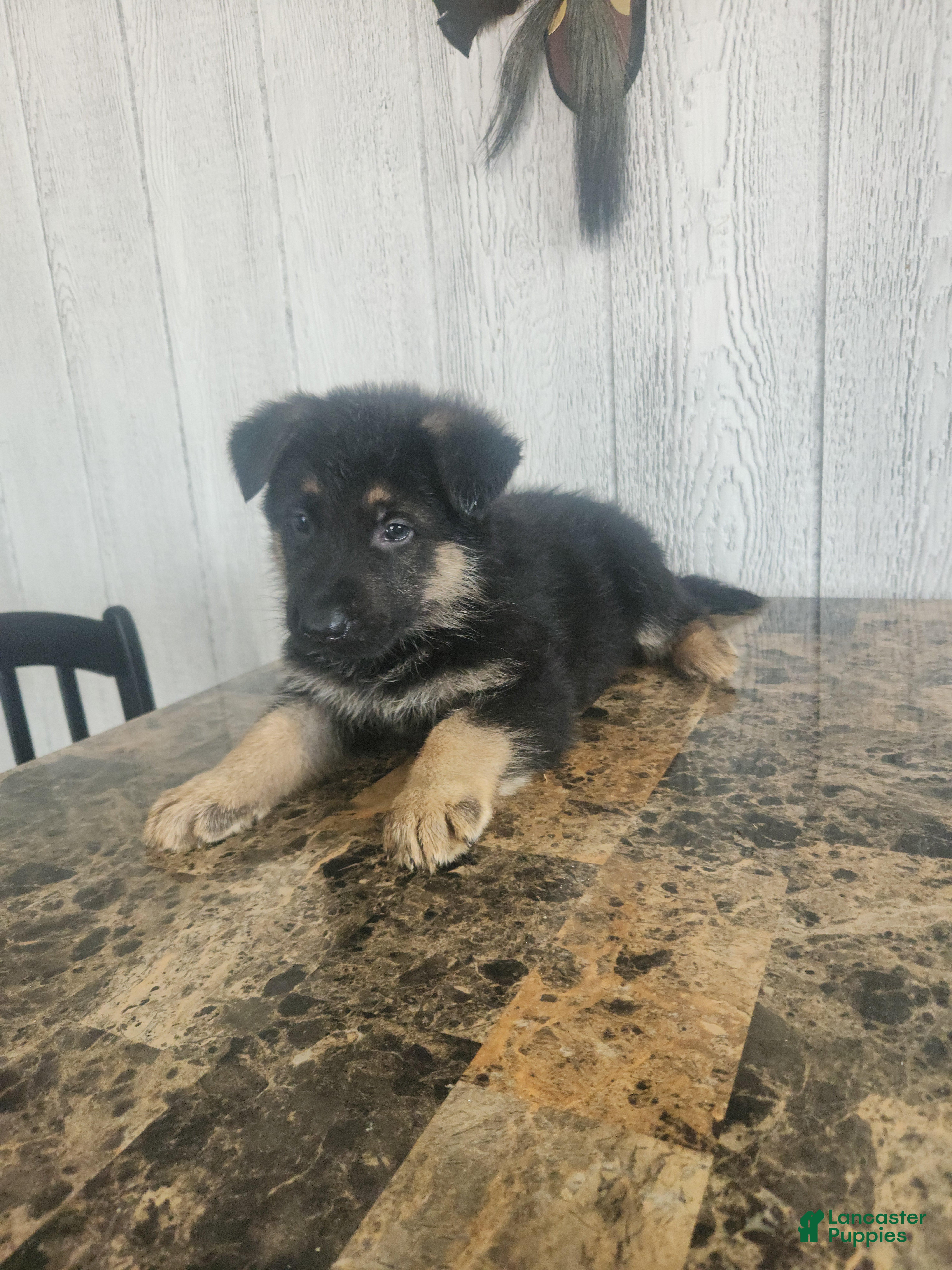 German Shepherd dogs Mason - Ad 1