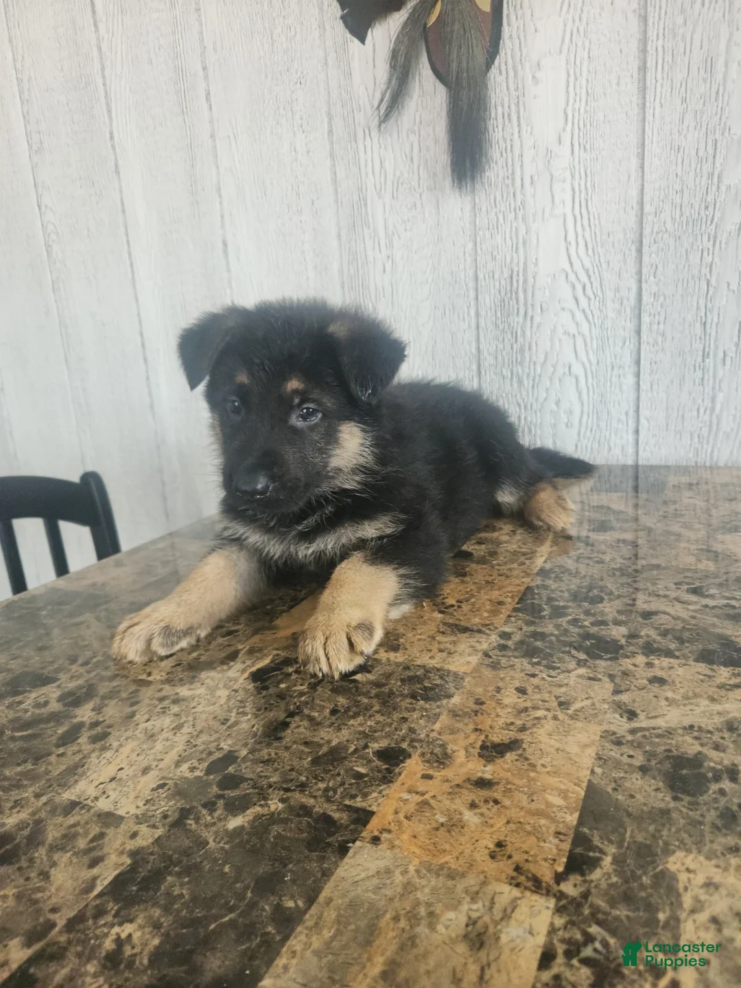 German Shepherd dogs for sale: Mason - Ad 1