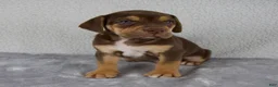 Beabull dogs for sale: Rocky - Ad 1