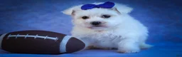 Maltese dogs for sale: Marley🐾 - Ad 6