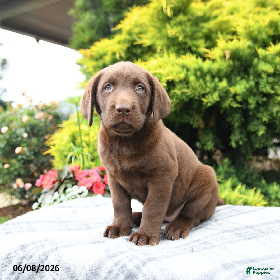 Labrador Retriever dogs Ava  - Ad 2