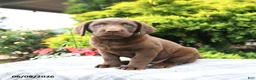 Labrador Retriever dogs for sale: Ava  - Ad 2