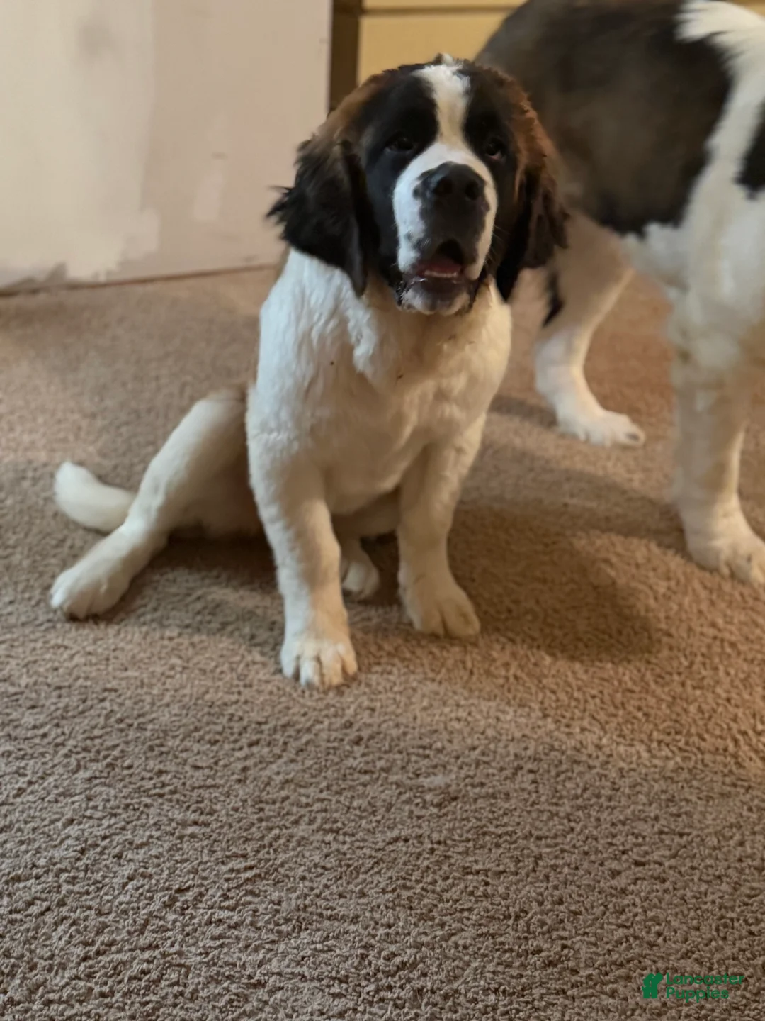 Saint Bernard dogs for sale: Saint Bernard Puppy 4 - Ad 2