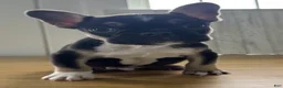 French Bulldog dogs for sale: Fenn - Ad 5