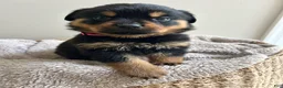 Rottweiler dogs for sale: Pixy - Ad 2