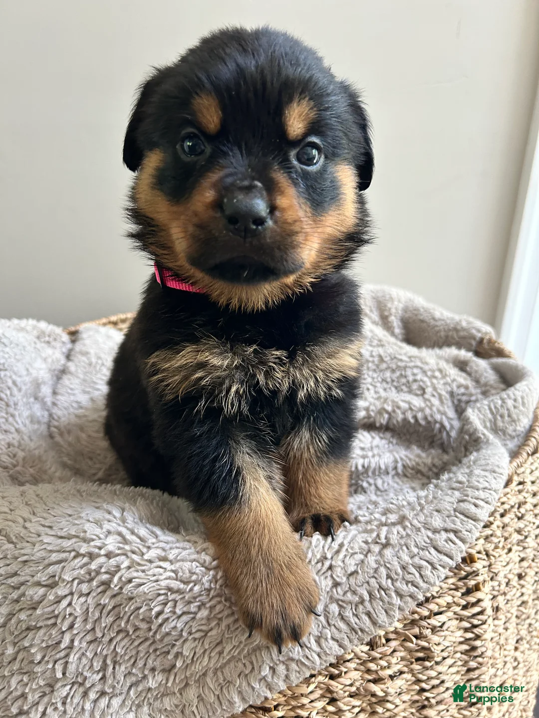 Rottweiler dogs for sale: Pixy - Ad 2