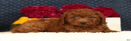 Cavapoo dogs for sale: Sherman - Ad 5