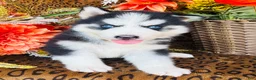 Siberian Husky dogs for sale: Hunter - Ad 3