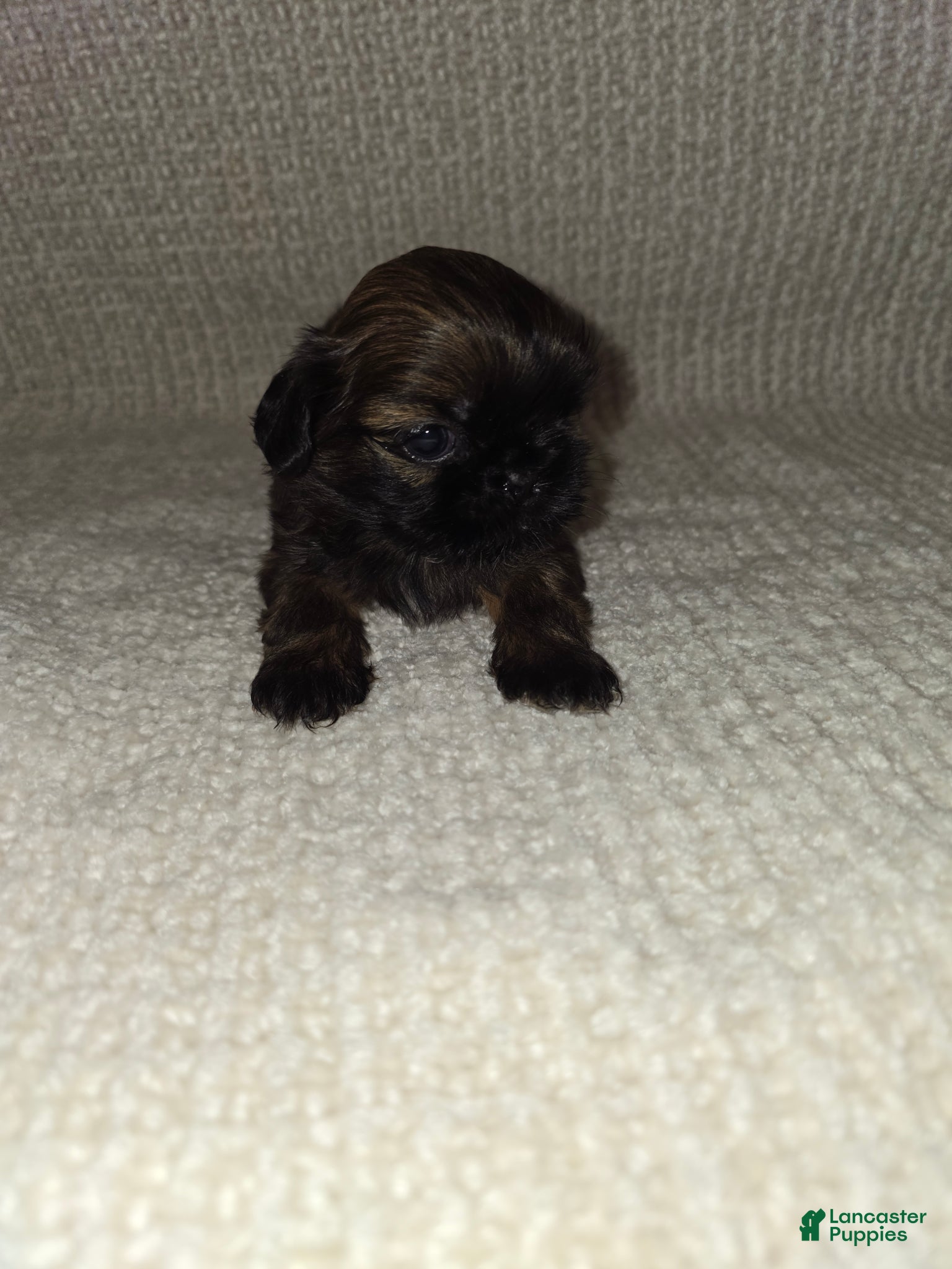 Shih Tzu dogs Shih Tzu Puppy 1 - Ad 42