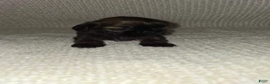Shih Tzu Puppy 1