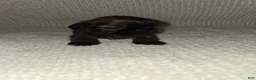 Shih Tzu dogs for sale: Shih Tzu Puppy 1 - Ad 1