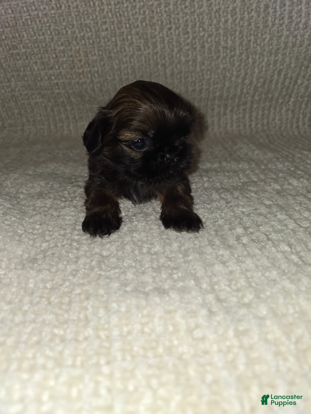 Shih Tzu dogs for sale: Shih Tzu Puppy 1 - Ad 1