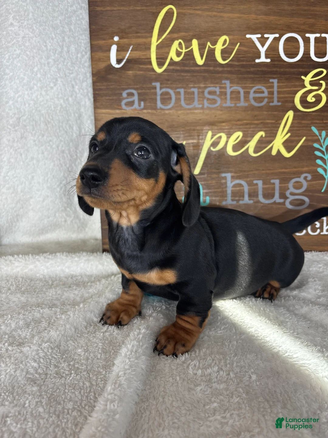 Dachshund dogs for sale: Dalton - Ad 6